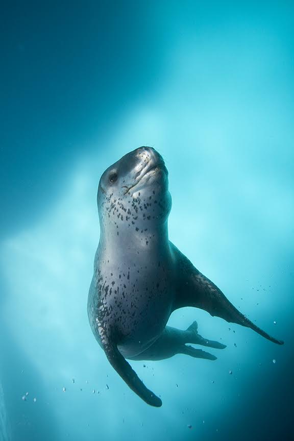 Scott Portelli, an award winning wildlife, nature and underwater photographer, has crossed the globe filming & photographing in the underwater environment