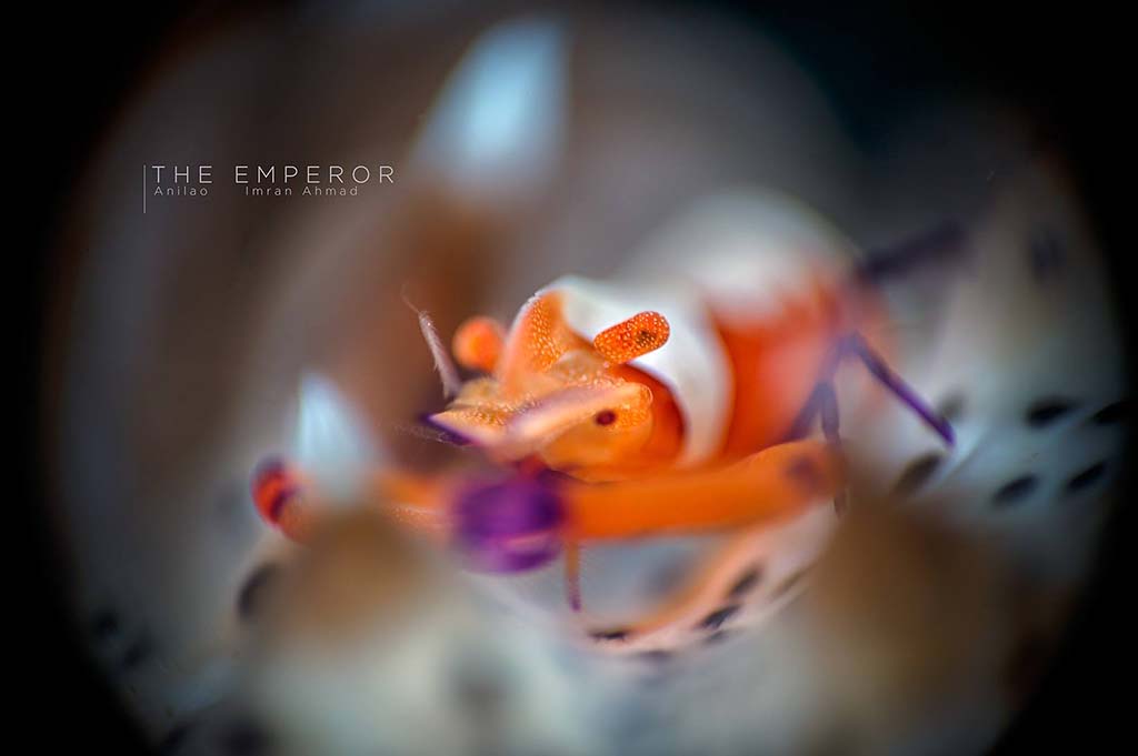 Emperor shrimp by Imran Ahmed