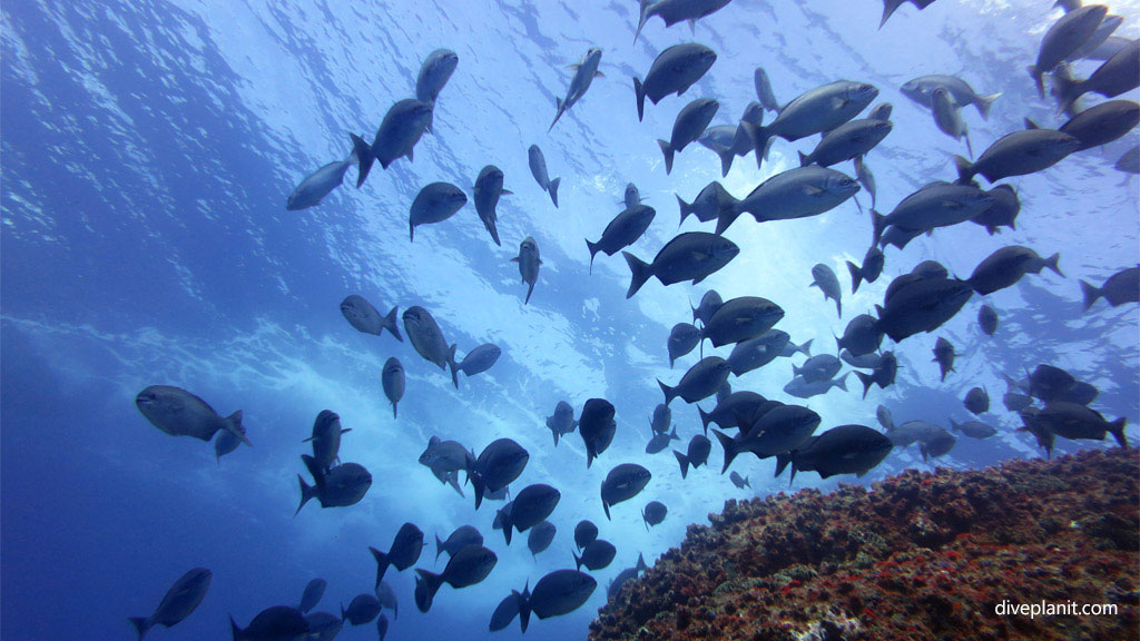 Diving Balls Pyramid at Lord Howe Island is stunning. It’s one of the best dive sites in Australia. See Ballina Angelfish surrounded by Galapagos sharks