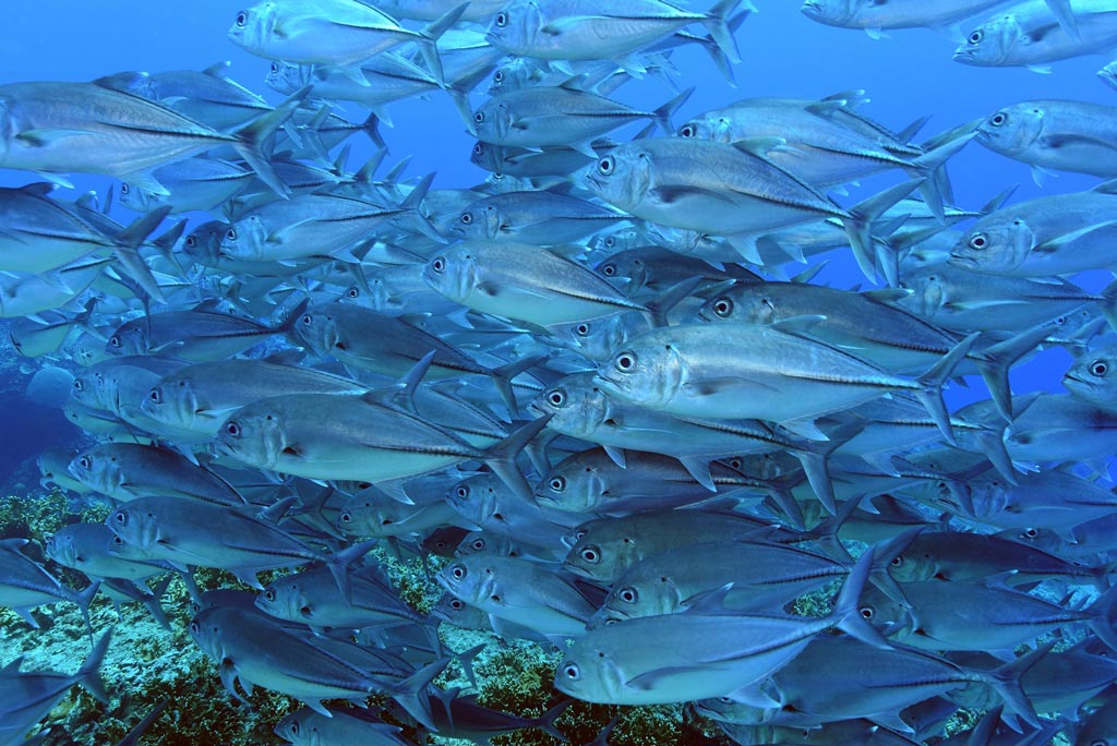 Mike Scotland dive travels in the Solomon Islands: Russell and Florida Islands aboard the MV Taka & Honiara Bonegis