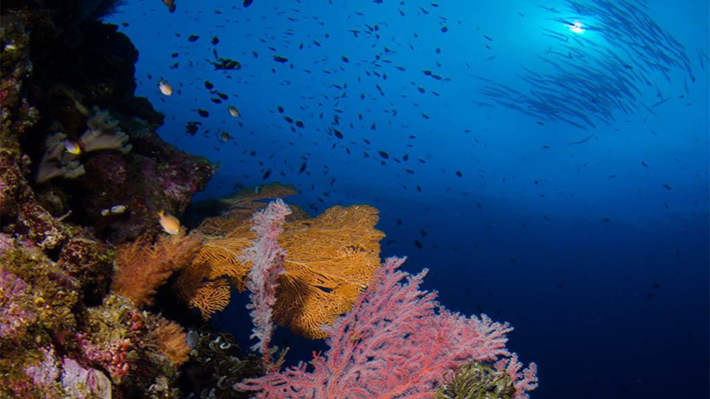 Diving Papua New Guinea’s Top 5 dive spots. A selection of dive spots and resorts around PNG – just 4 hours flying from Brisbane and Sydney with Air Niugini