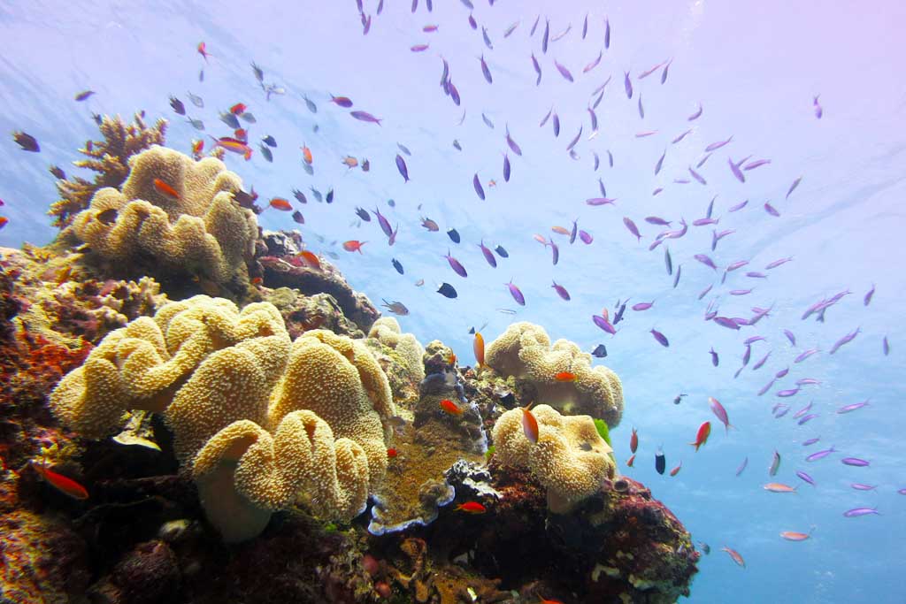 0IMG_2222 Anthias leather coral Ribbon Reef 9 Great Barrier Reef