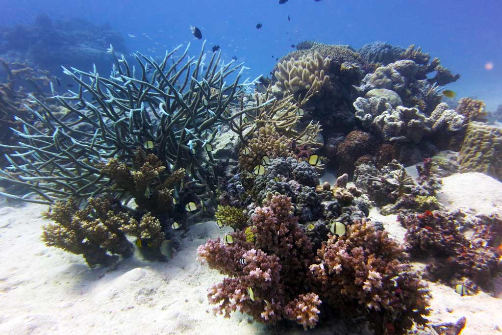 0IMG_2230 Ribbon Reef Number 9 Great Barrier Reef
