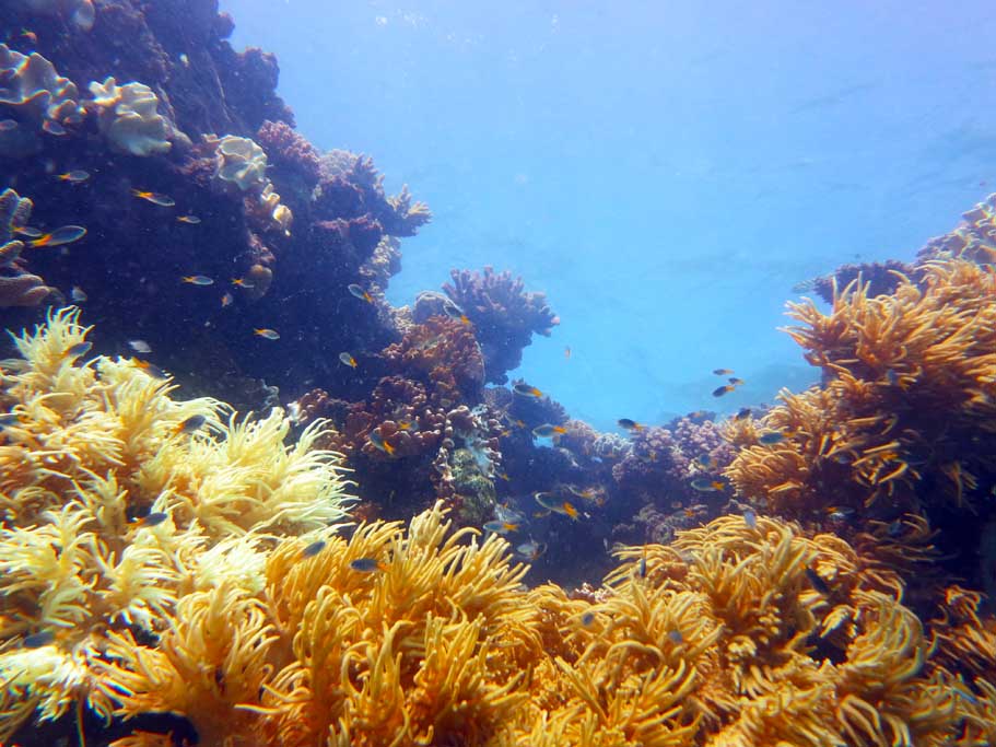 0IMG_2793 Soft Coral Stepping Stones Hastings Reef Great Barrier Reef