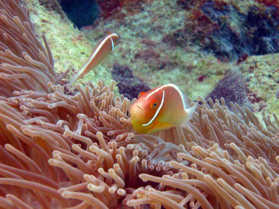 0IMG_2888 Stepping Stones Hastings Reef Great Barrier Reef