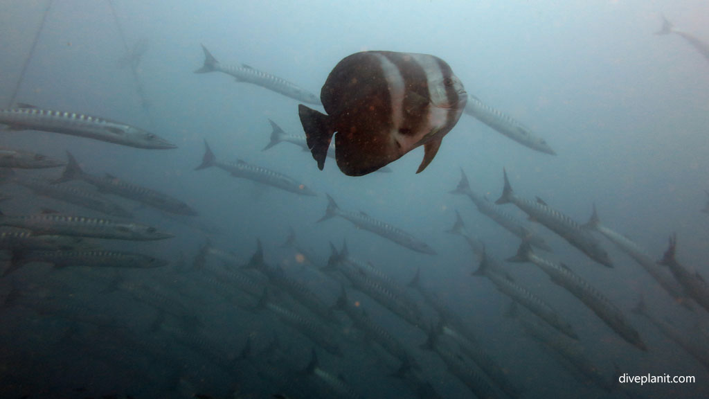 Batfish at SS Yongala Wreck diving Great Barrier Reef Queensland Australia by Diveplanit