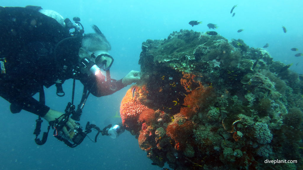 Diver examines a tube at SS Yongala Wreck diving Great Barrier Reef Queensland Australia by Diveplanit
