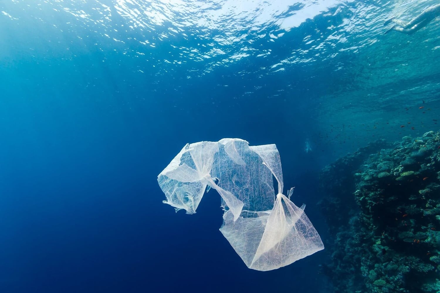 plastic bag on reef