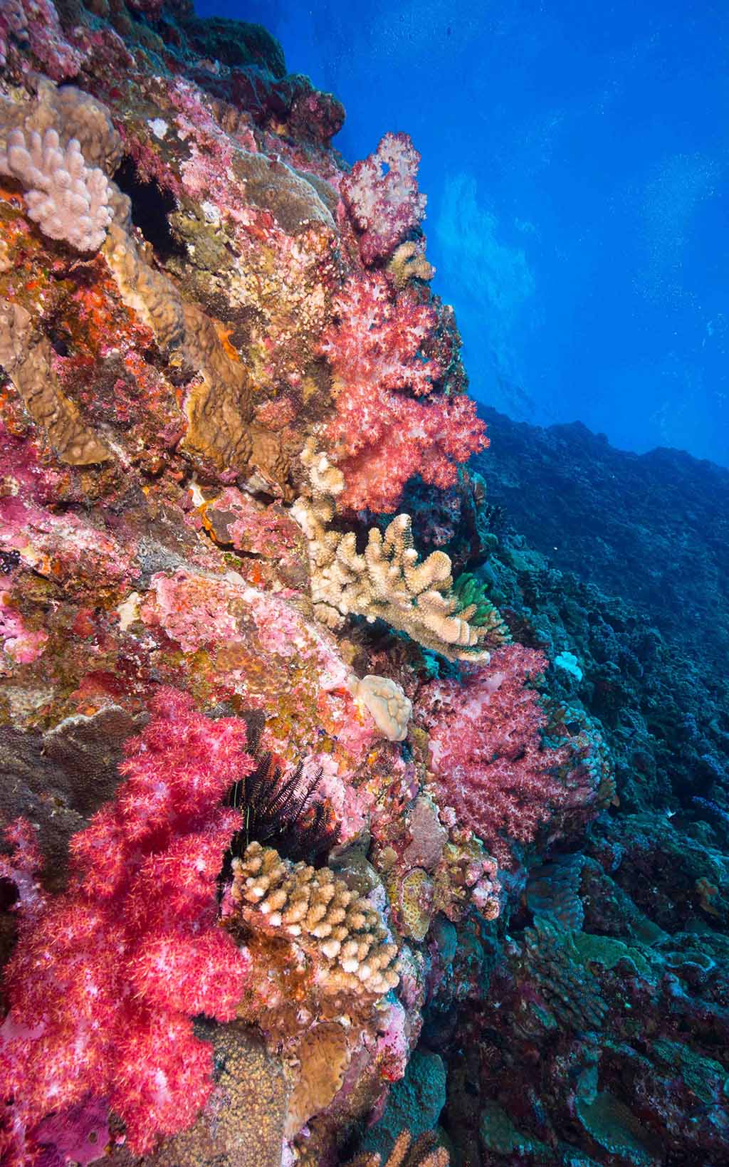 Mix-of-hard-and-soft-corals-at-Kuba-West-diving-Kerama-Okinawa-Japan