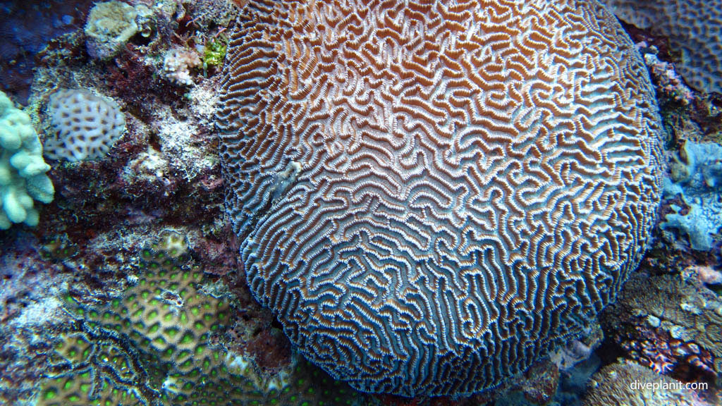 Brain maze coral diving No Mans Land at Mantaray Island Resort Fiji Islands by Diveplanit