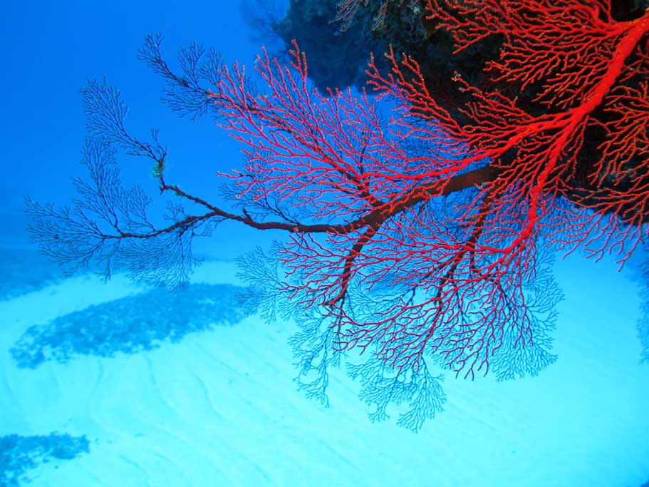 Ippon Ishi gorgonian fan Yonaguni Okinawa Japan