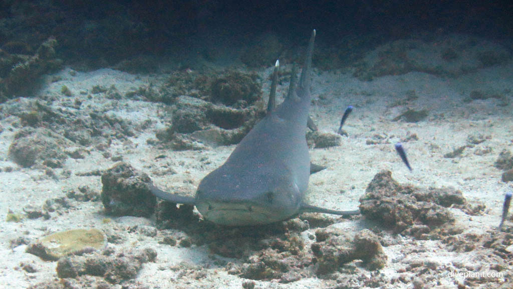 Grey reef shark front on diving No Mans Land at Yasawa Islands Fiji Islands by Diveplanit