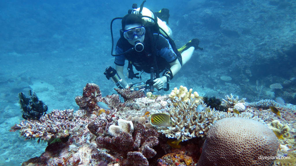Deb admires butterflyfish diving No Mans Land at Yasawa Islands Fiji Islands by Diveplanit