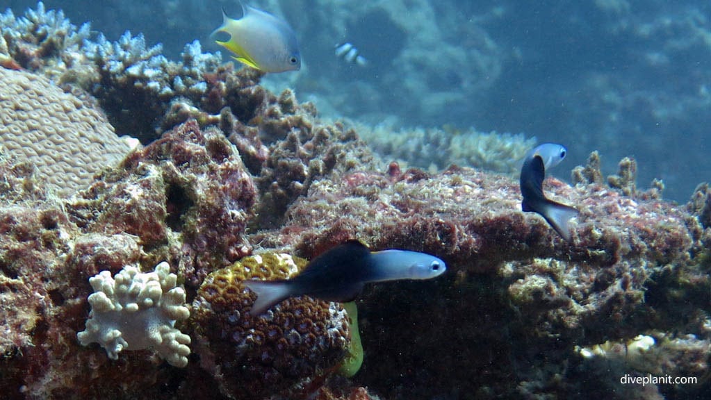 Two-tone dartfish diving No Mans Land at Mantaray Island Resort Fiji Islands by Diveplanit