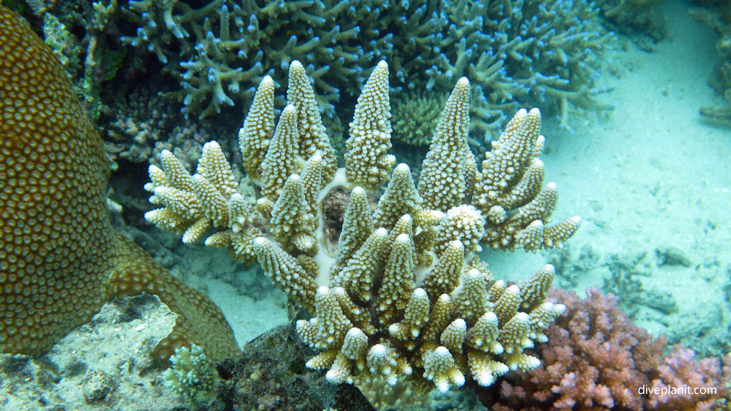 Corals in cones diving Mantaray Island House Reef Snorkel at Yasawa Islands Fiji Islands by Diveplanit