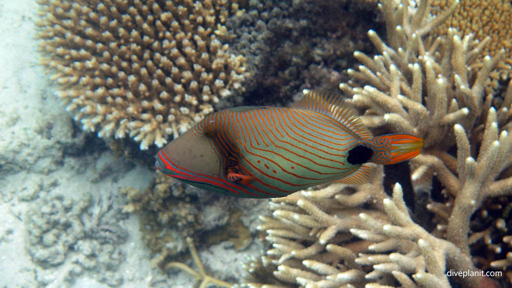 Orange lined trigger diving Mantaray Island House Reef at Yasawa Islands Fiji Islands by Diveplanit