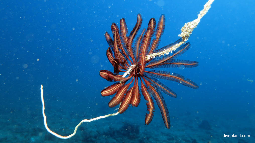 Featherstar on a whip coral diving Plantation Pinnacle at Malolo Fiji Islands by Diveplanit