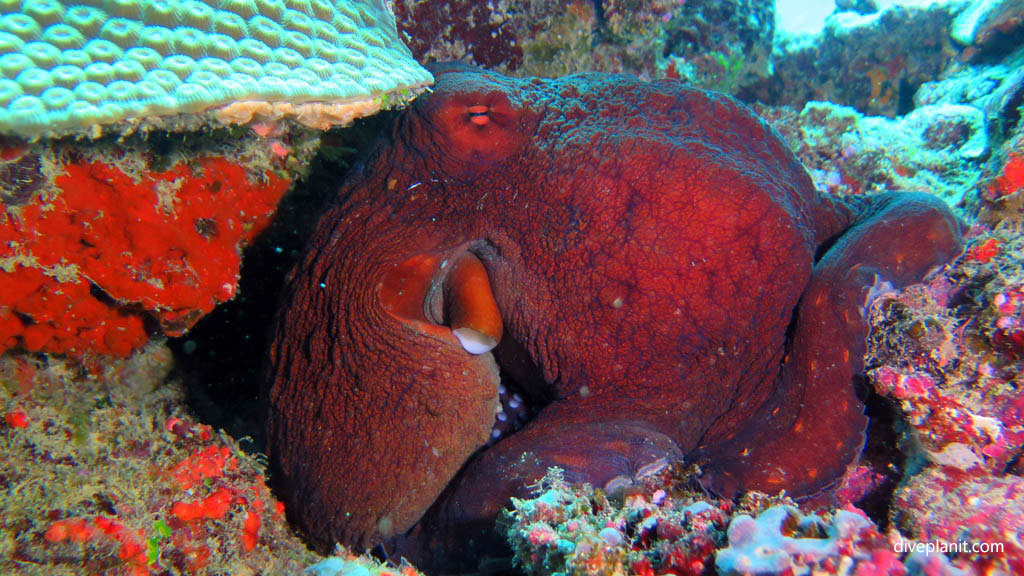 Coconut octopus diving Garden of Eden at Mantaray Island Resort Fiji Islands by Diveplanit