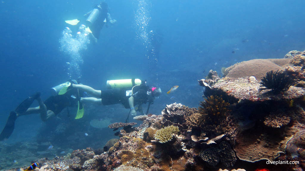 Divers on the reef diving Garden of Eden at Mantaray Island Resort Fiji Islands by Diveplanit