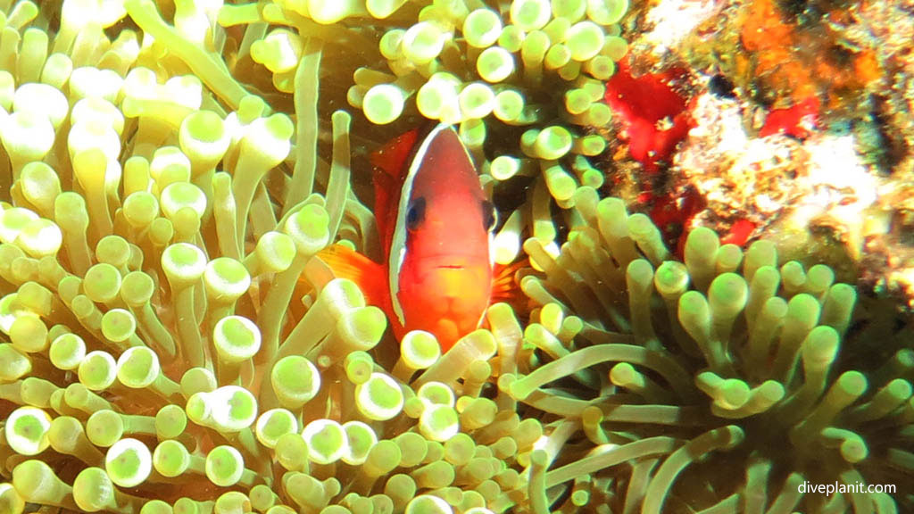 Fiji anemonefish front on diving Plantation Pinnacle at Malolo Fiji Islands by Diveplanit
