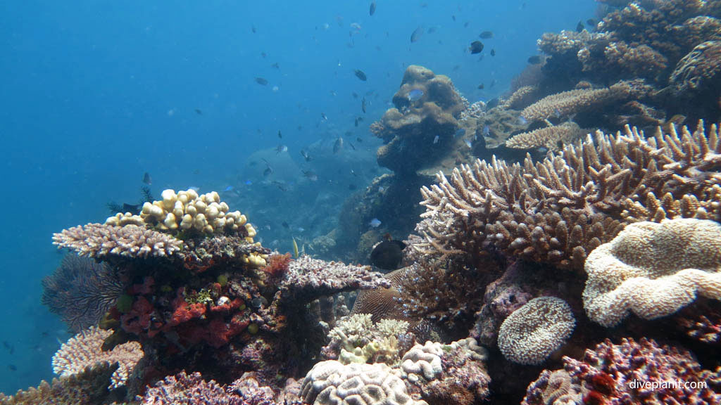 Random reef scene diving Garden of Eden at Mantaray Island Resort Fiji Islands by Diveplanit