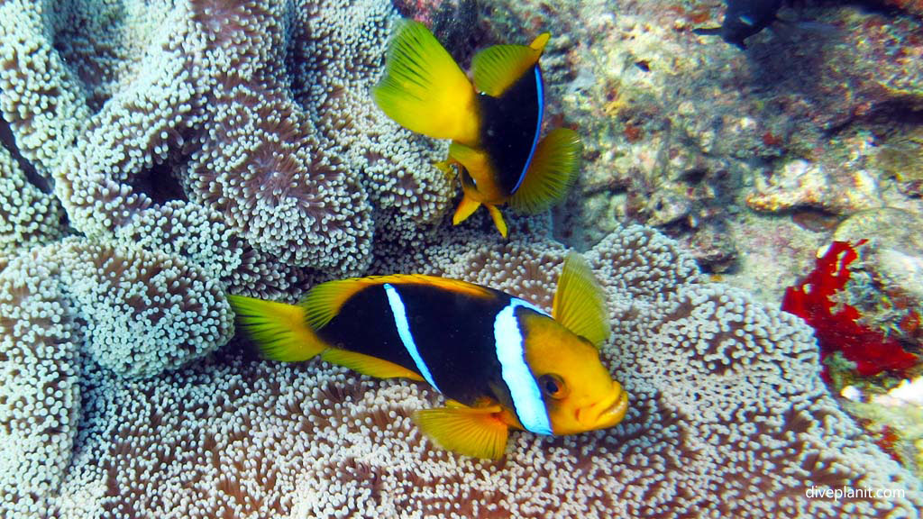 Orange finned anemonefish diving Plantation Pinnacle at Malolo Fiji Islands by Diveplanit