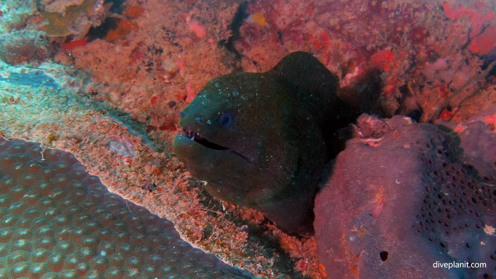 Giant Moray eel diving Garden of Eden at Yasawa Islands Fiji Islands by Diveplanit