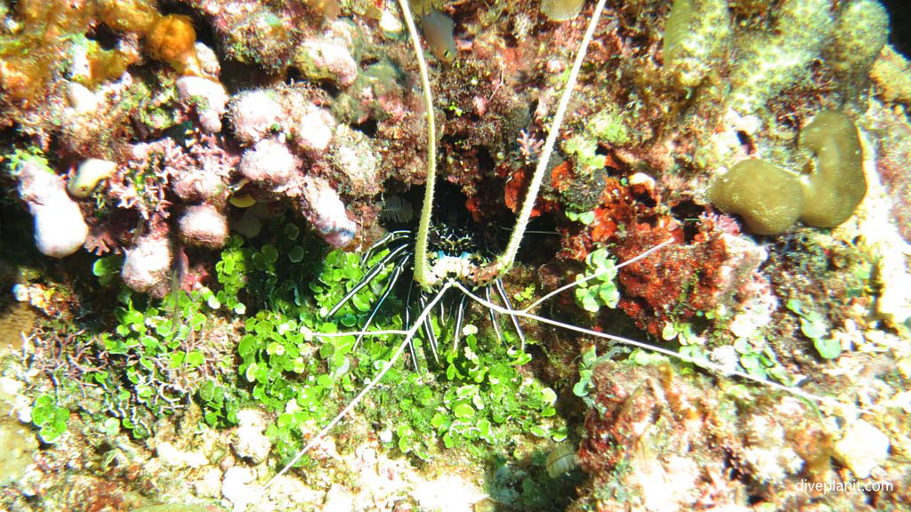 Crayfish from front diving Namotu Wall at Malolo Fiji Islands by Diveplanit