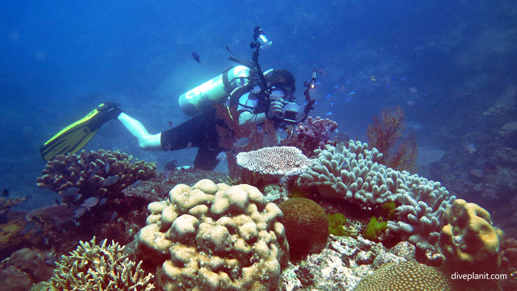 Deb shooting coral diving Garden of Eden at Yasawa Islands Fiji Islands by Diveplanit