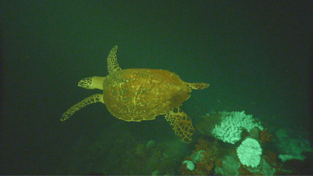 Klaus Obermeyer searches for the Biofluorescent turtle discovered in Munda by Dr David Gruber and films it with Canon’s new low light camera: Canon ME20F-SH