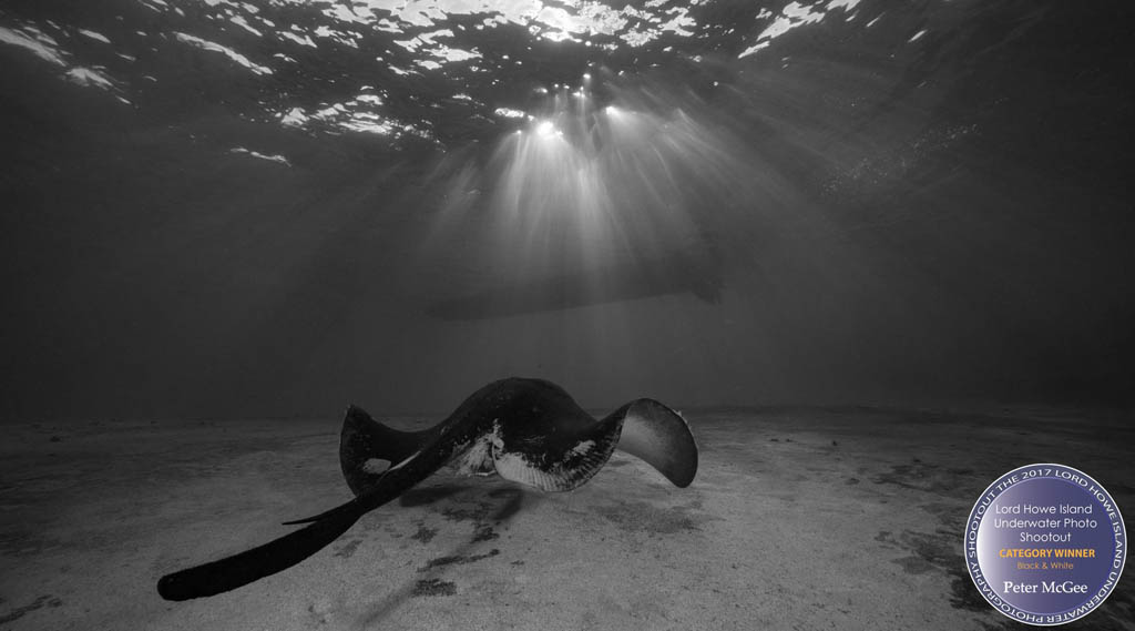Pete McGee – Winner of the Endemic and Black & White Categories in the First Lord Howe Island Underwater Photo Shootout