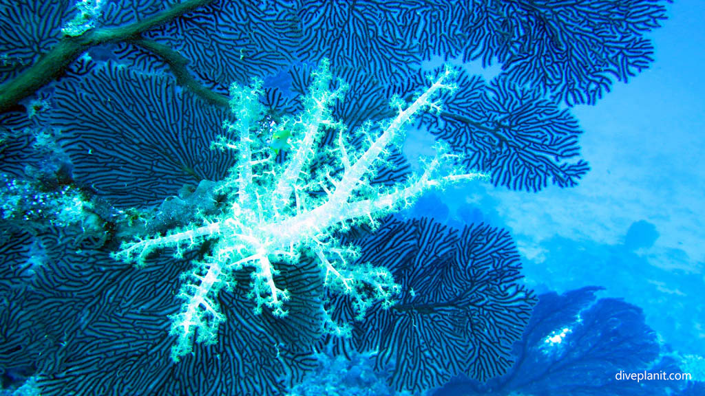 Soft coral in sea fan diving Sea Fan City dive at Yasawa Islands Fiji Islands by Diveplanit