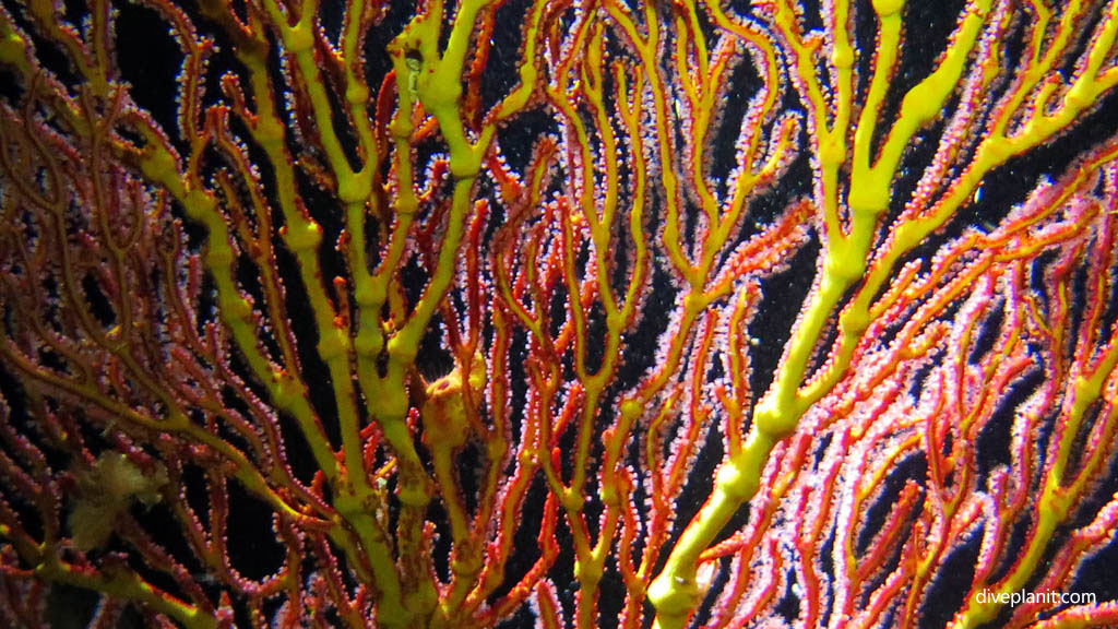 Yellow seafan with purple spores diving Barefoot Kuata Night dive at Yasawa Islands Fiji Islands by Diveplanit