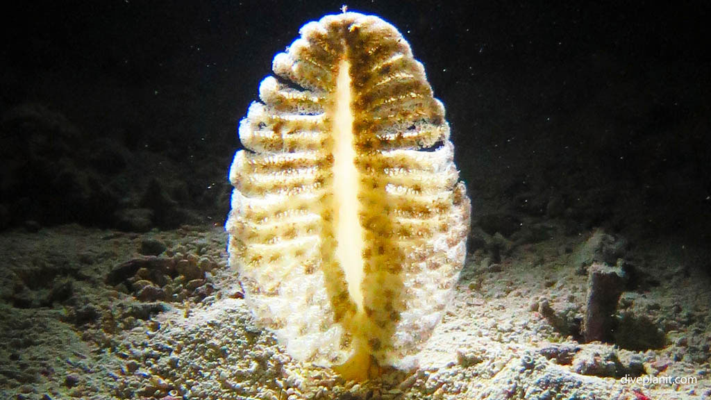 Sea pen with light from behind diving Barefoot Kuata Night dive at Yasawa Islands Fiji Islands by Diveplanit
