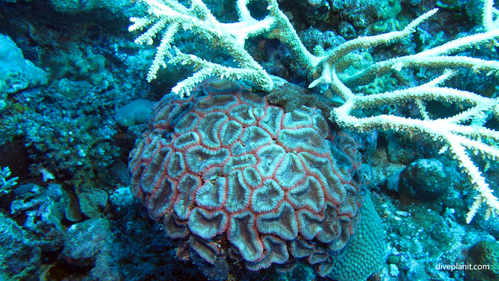 Fleshy coral diving Pinnacles Kuata at Yasawa Islands Fiji Islands by Diveplanit