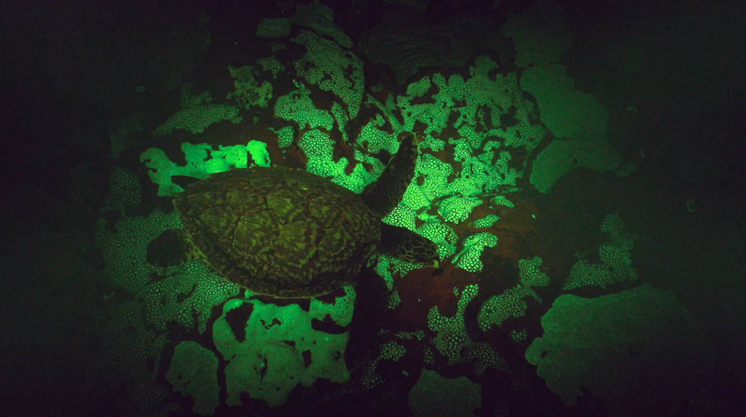 Klaus Obermeyer searches for the Biofluorescent turtle discovered in Munda by Dr David Gruber and films it with Canon’s new low light camera: Canon ME20F-SH