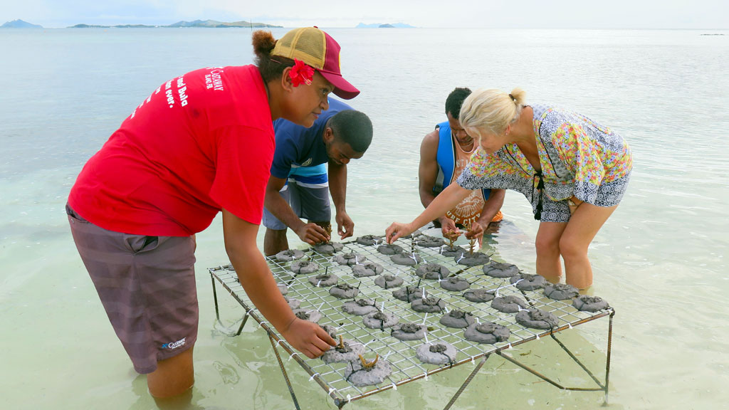 Outrigger Zone: Planting coral seedlings at Castaway Island Fiji Islands by Diveplanit