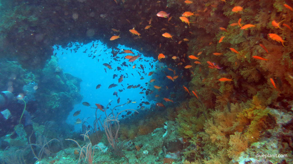 Swim through ahead with anthias diving Golden Rim at Volivoli Fiji Islands by Diveplanit