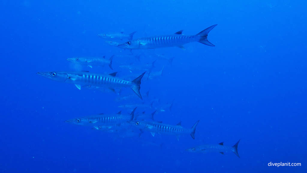 Shoal of blackfin barracuda diving Breath-taker at Volivoli Fiji Islands by Diveplanit