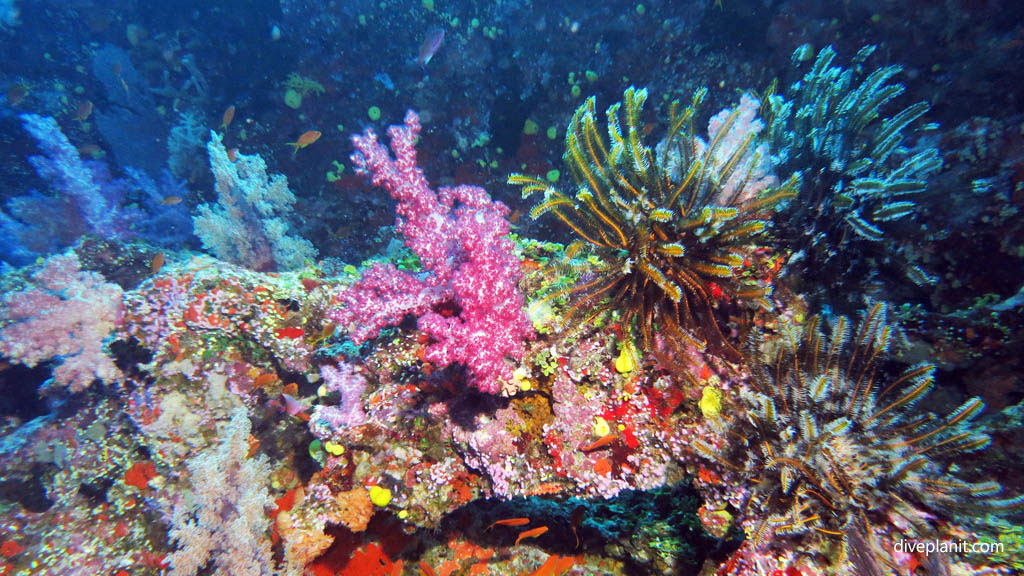 Reef scene with featherstars diving Yellow Mellow at Volivoli Fiji Islands by Diveplanit