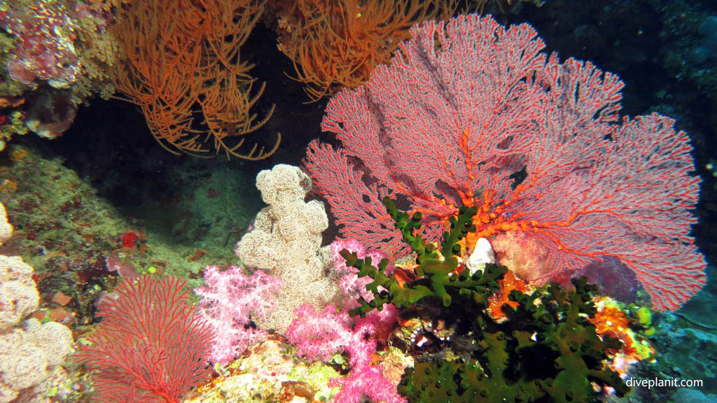 Red soft, green hard branching coral and seafans diving Yellow Mellow at Volivoli Fiji Islands by Diveplanit