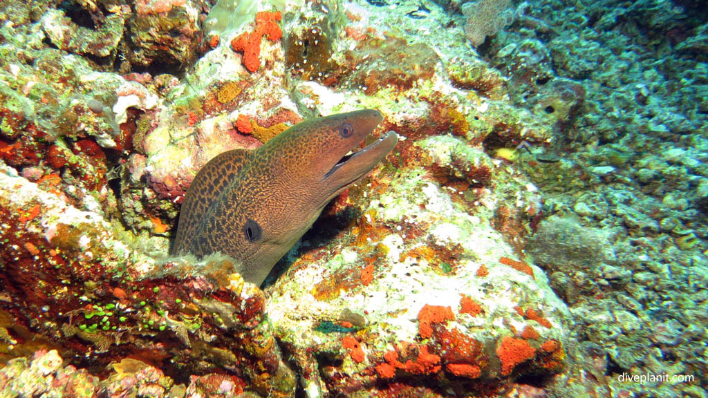 Giant moray diving Yellow Mellow at Volivoli Fiji Islands by Diveplanit