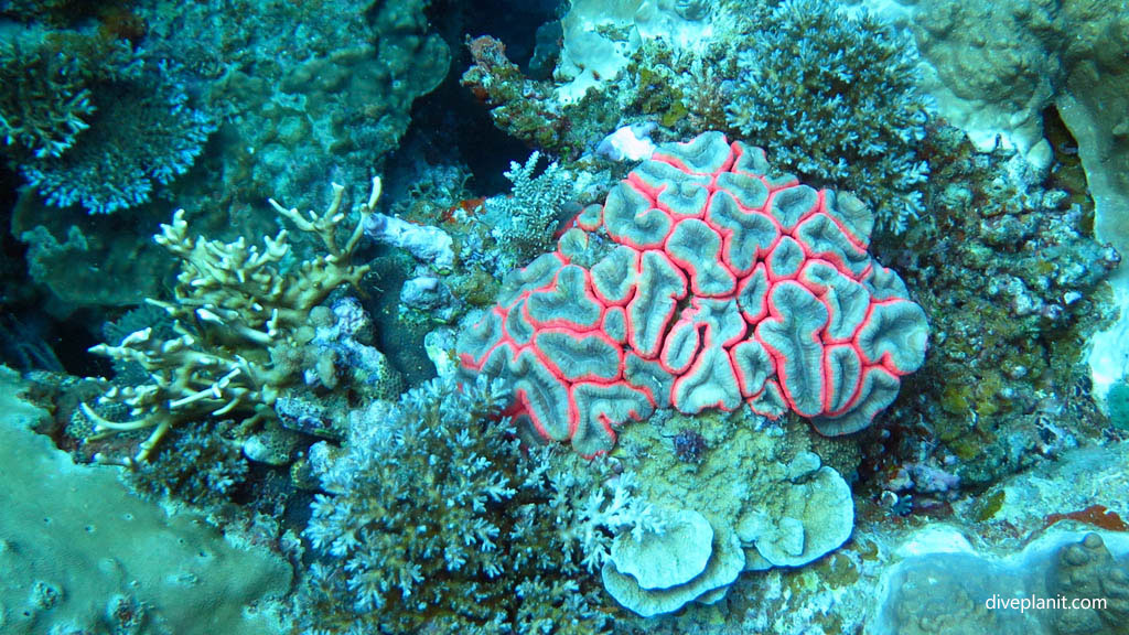 Fleshy coral - Red margined grey brain coral diving Breath-taker at Volivoli Fiji Islands by Diveplanit