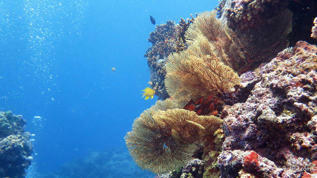 Sea fans with yellow chromis diving Breath-taker at Volivoli Fiji Islands by Diveplanit