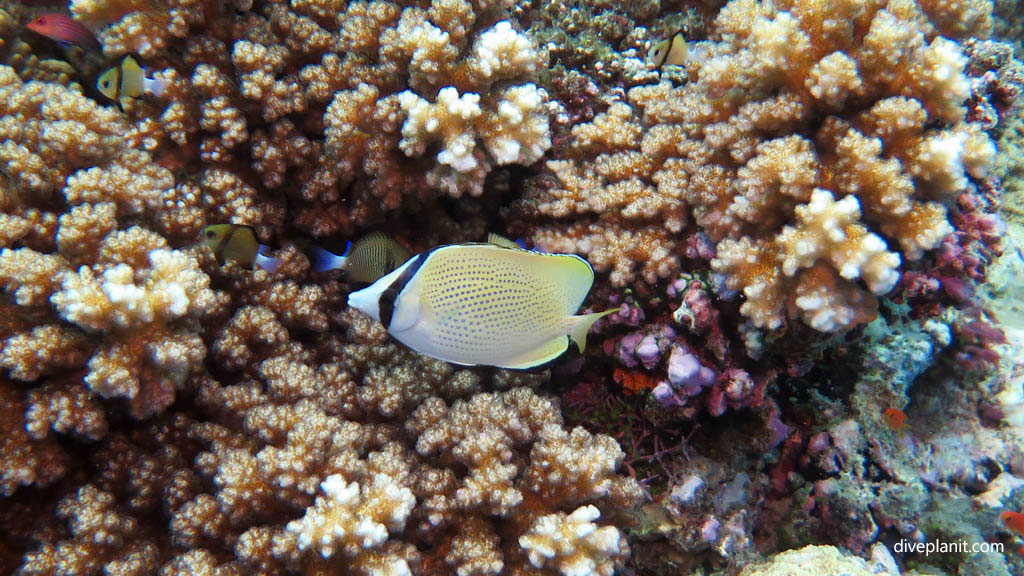 Speckled or Citron Butterflyfish diving Breath-taker at Volivoli Fiji Islands by Diveplanit