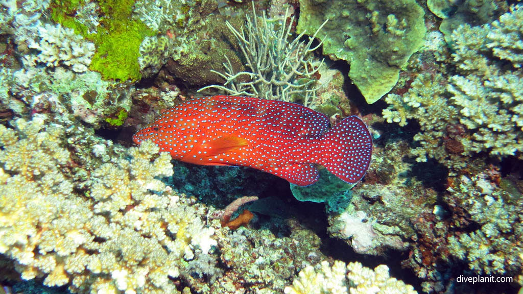 Colourful coral grouper diving Instant Replay at Volivoli Fiji Islands by Diveplanit