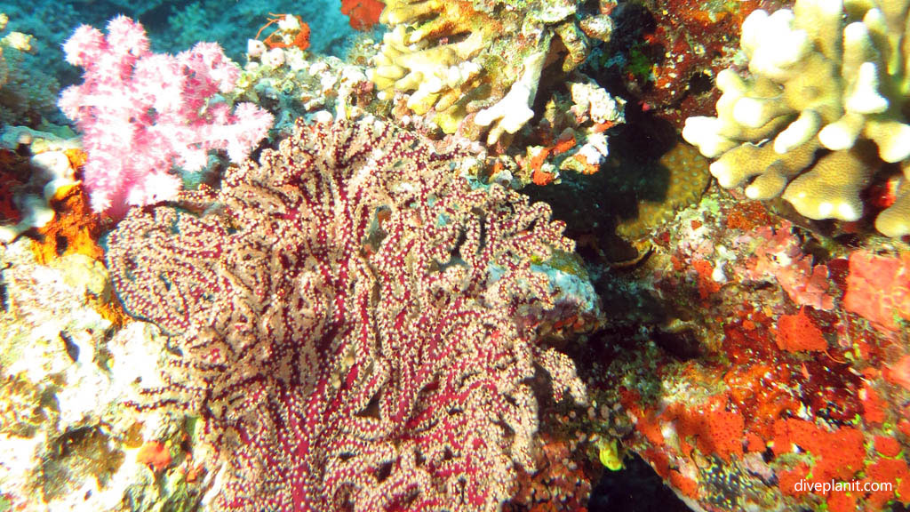 Coral in full bloom diving Instant Replay at Volivoli Fiji Islands by Diveplanit