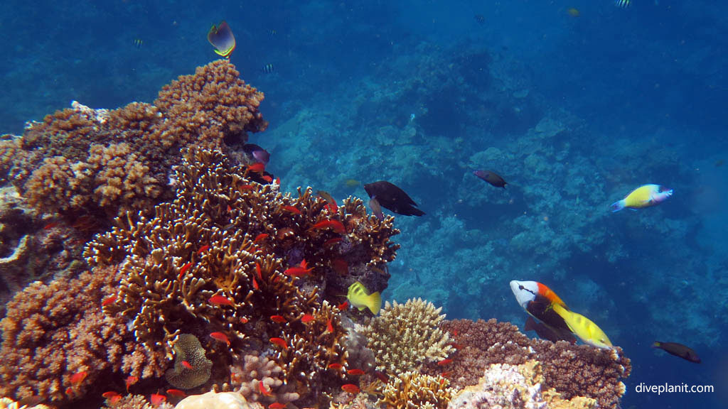Classic reef scene diving Breath-taker at Volivoli Fiji Islands by Diveplanit