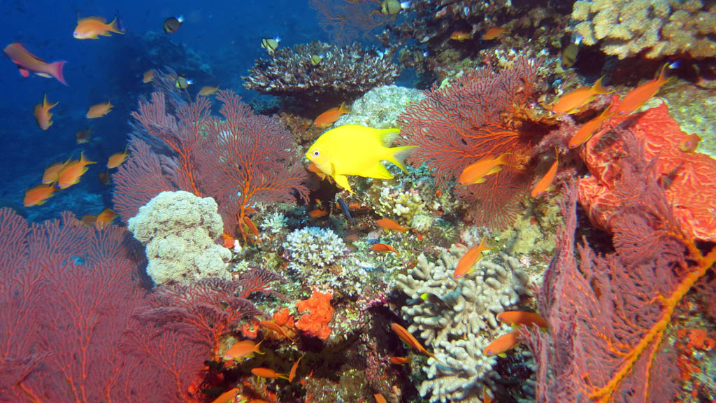 Reef scene with damsel and anthias diving Instant Replay at Volivoli Fiji Islands by Diveplanit