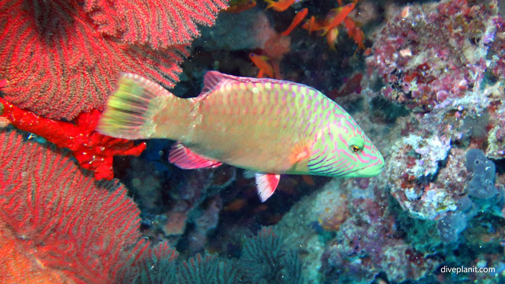Lined cheeked Wrasse diving Golden Rim at Volivoli Fiji Islands by Diveplanit
